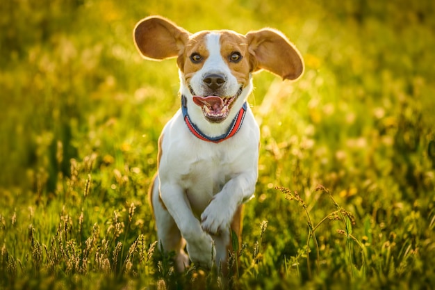 Portrait d'un chien qui court sur un champ herbeux