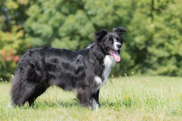 Photo portrait d'un chien qui court sur le champ