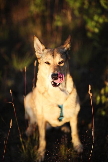 Photo portrait d'un chien qui court sur le champ