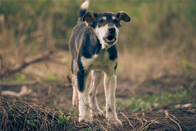 Portrait d'un chien qui court sur le champ