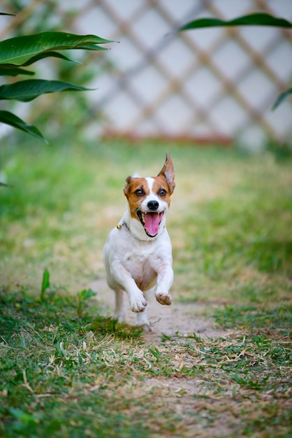 Portrait d'un chien qui court sur le champ
