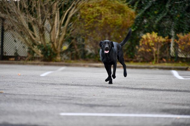 Photo portrait d'un chien qui court sur la route