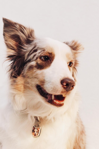 Portrait d'un chien qui détourne le regard