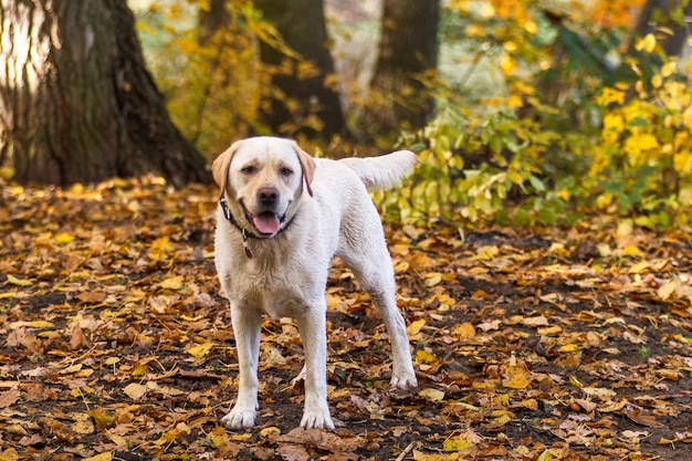 Portrait d'un chien qui marche sur un arbre
