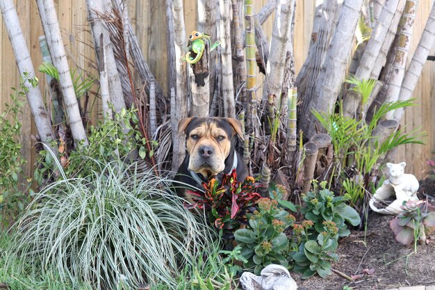 Photo portrait d'un chien qui se détend au milieu des plantes