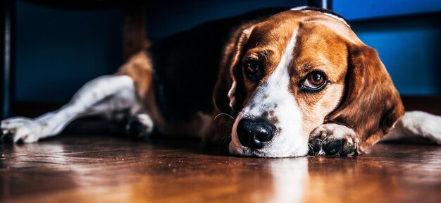 Photo portrait d'un chien qui se détend sur le sol en bois dur