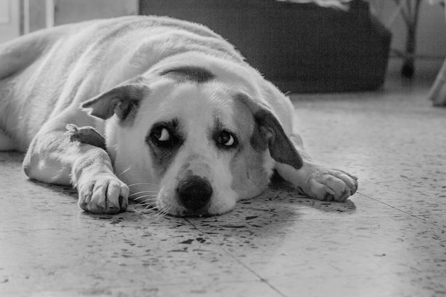 Photo portrait d'un chien qui se détend sur le sol