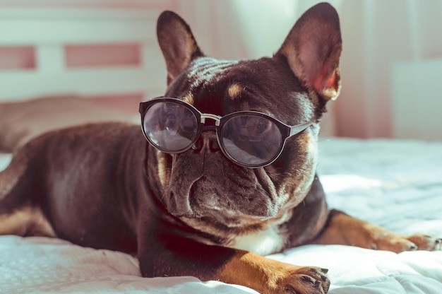 Portrait d'un chien de race bouledogue français en lunettes de soleil