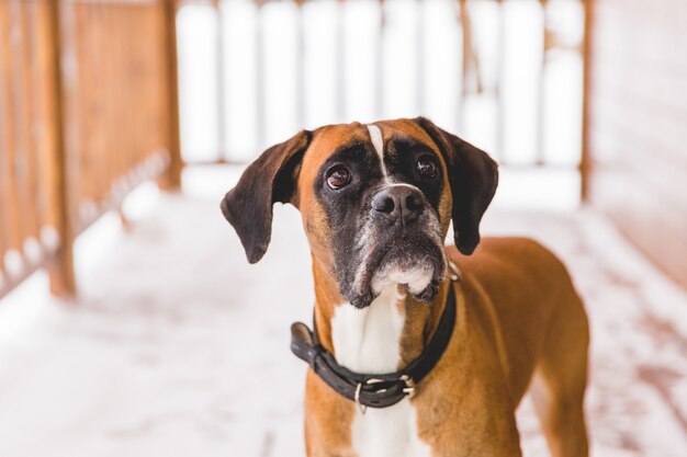 Portrait de chien de race brune assis dans la maison en bois. Boxeur