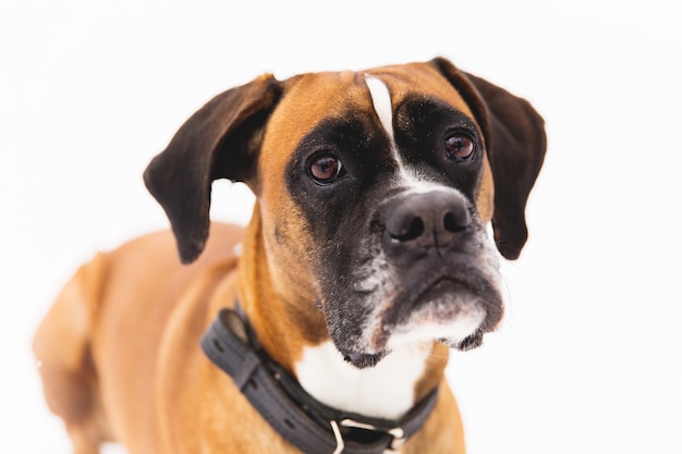 Portrait de chien de race brune sur la neige. Boxeur.