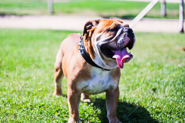 Portrait de chien de race bulldog anglaise