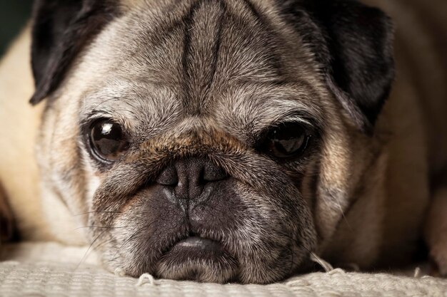 Portrait de chien de race carlin au visage adorable. Chien à la maison allongé sur le canapé