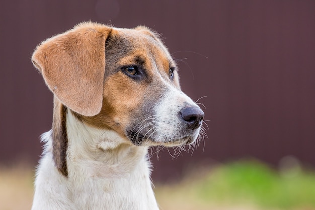 Portrait de chien de race estonien de profil