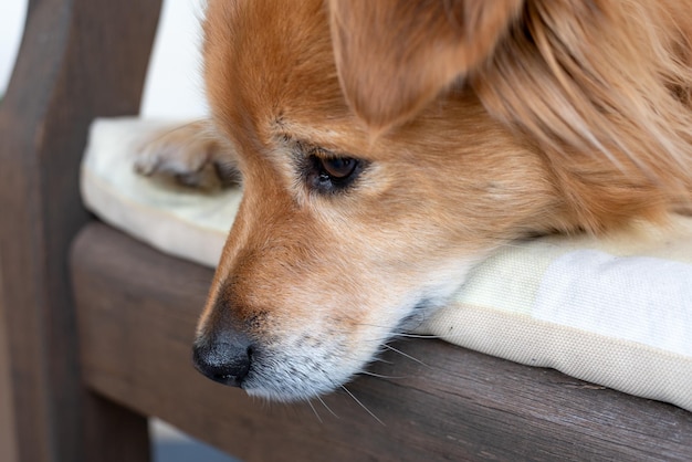 Portrait d'un chien de race mélangée de couleur brune allongé sur un banc