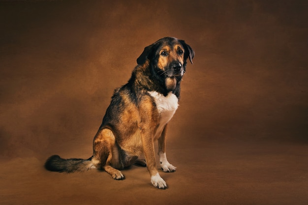 Portrait de chien de race mixte brun et noir assis en studio