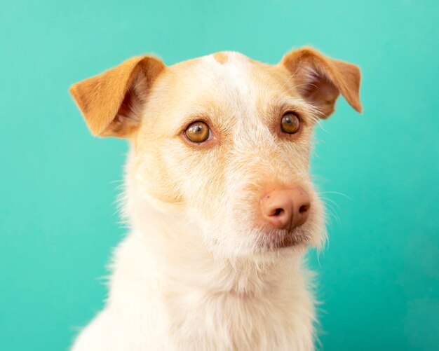 Portrait d'un chien de race podenco sur fond bleu