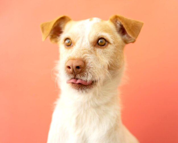 Portrait d'un chien de race podenco sur un fond rouge