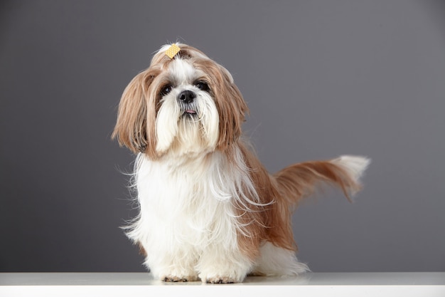 Portrait de chien de race pure Shih Tzu