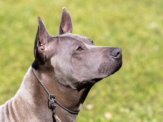 Portrait de chien de race Thai Ridgeback de couleur grise