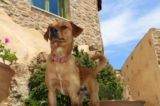 Photo portrait d'un chien regardant la caméra contre le ciel