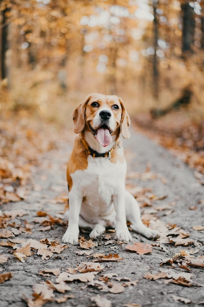 Portrait d'un chien restant dans la forêt en automne.