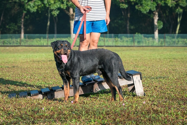 Portrait de chien Rottweiler debout sur le terrain