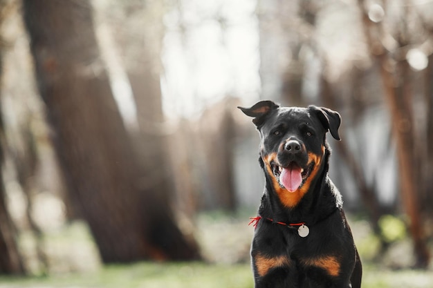 Portrait de chien rottweiler mignon