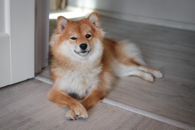 Portrait de chien rouge japonais shiba inu. Mignon beau chien et chien shiba inu moelleux.