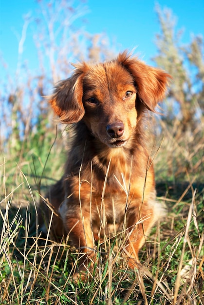 Portrait d'un chien rouge regardant la caméra