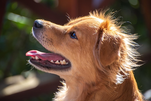 Portrait de chien rouge