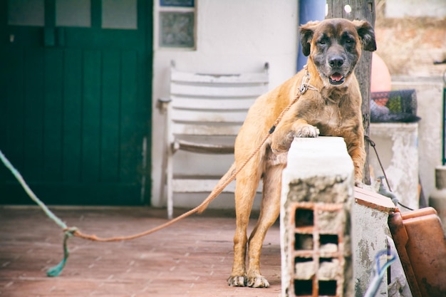 Portrait d'un chien s'élevant sur un mur de soutènement