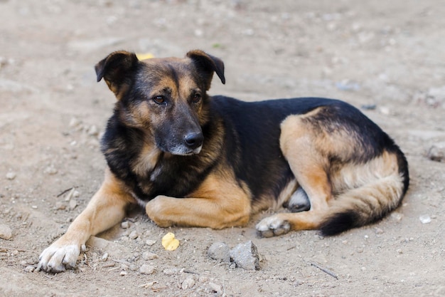 Portrait de chien sans-abri