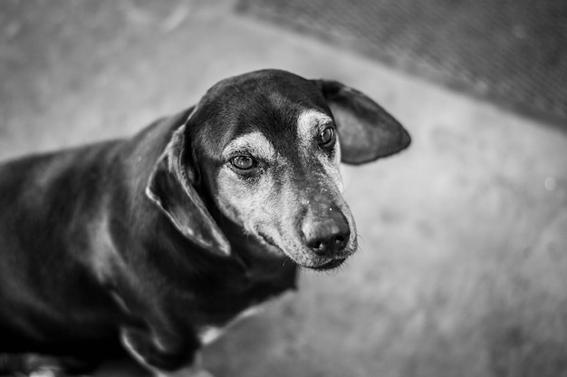 Portrait d'un chien sur un sentier