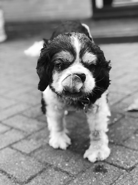 Portrait d'un chien sur un sentier