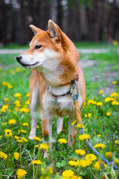 Portrait de chien Shiba Inu japonais en pissenlits jaunes Beau chien rouge