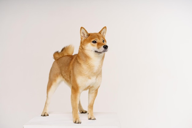 Portrait de chien shiba inu mignon et heureux sur fond clair chien japonais roux souriant tandis que st...