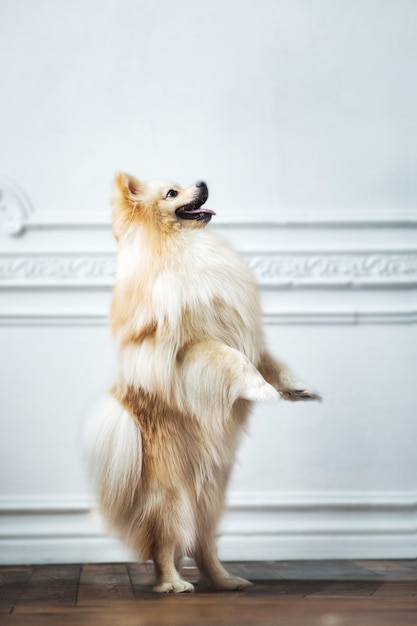 Portrait d'un chien Spits dans un studio intérieur décoré