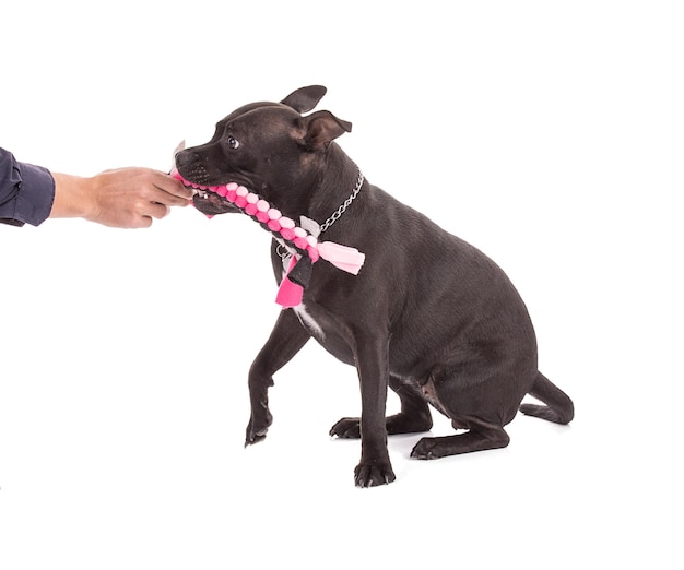 Portrait d'un chien staffordshire terrier avec un jouet en tissu rose sur fond blanc