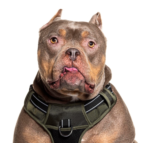 Portrait d'un chien stoïque de race américaine Bully sur blanc