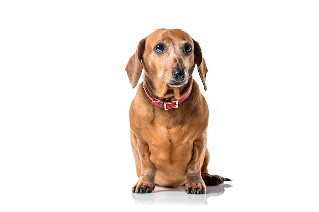 Portrait de chien teckel brun isolé sur fond blanc.