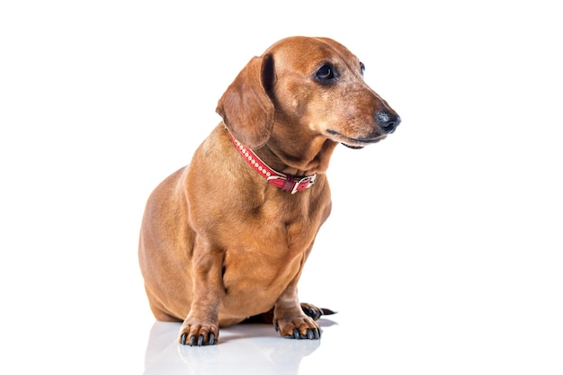 Portrait de chien teckel brun isolé sur fond blanc.