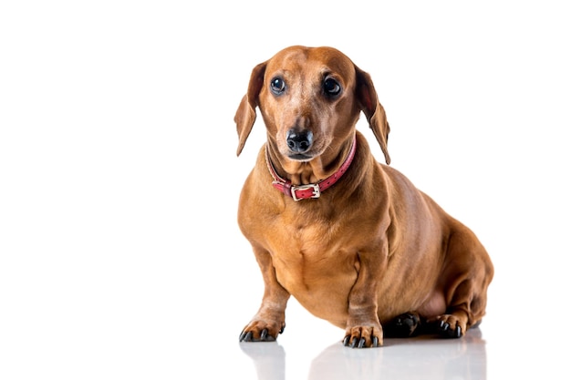 Portrait de chien teckel brun isolé sur fond blanc.