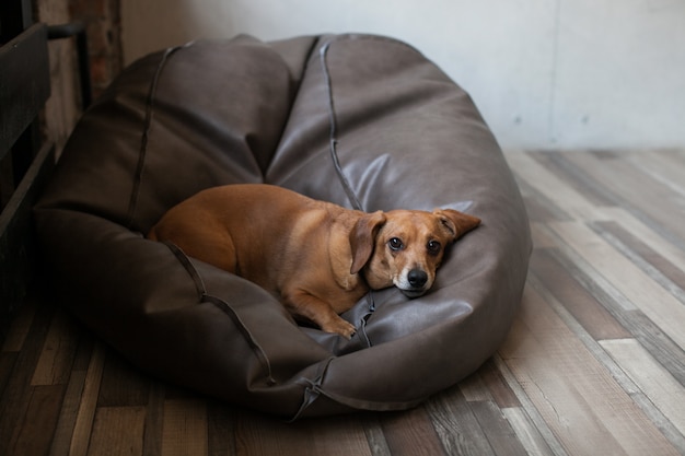 Portrait d'un chien teckel couché sur une chaise de sac de haricots en cuir