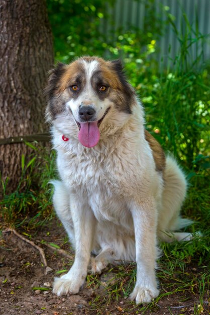 Photo portrait d'un chien tendant la langue sur le champ