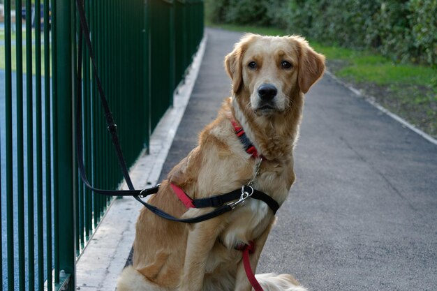 Portrait d'un chien tendant la langue à l'extérieur