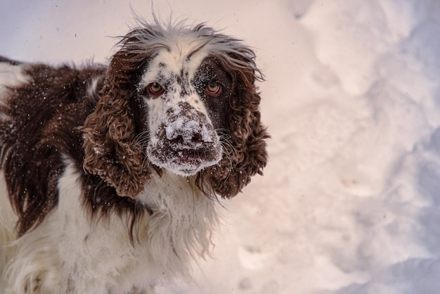 Photo portrait d'un chien sur une terre couverte de neige