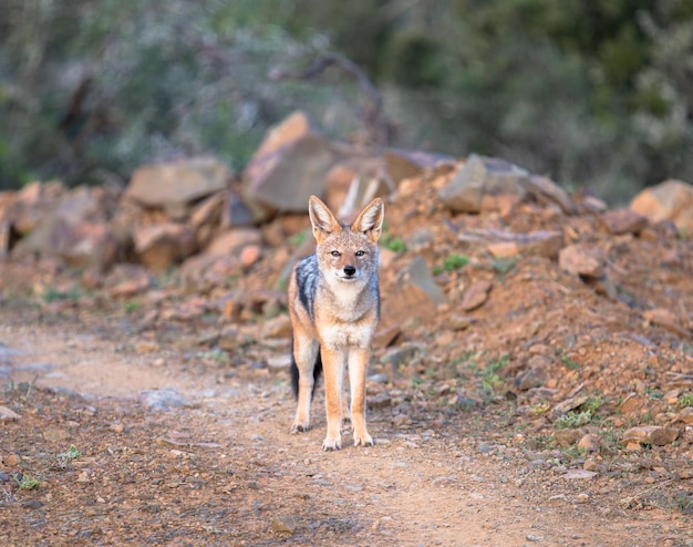 Photo portrait d'un chien sur terre