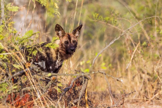 Photo portrait d'un chien sur terre