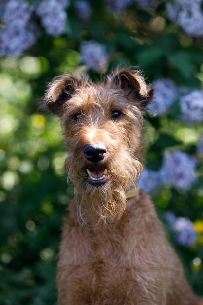 portrait d'un chien terrier rouge