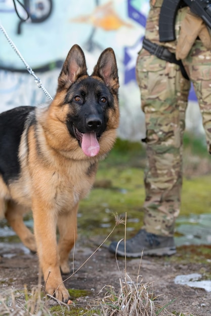 Photo avec portrait de chien de travail militaire sur le champ de bataille. photo de haute qualité